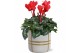 Cyclamen pers. midi super serie allure Collectie Bubble Collecties - C 