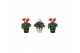 Cyclamen pers. midi super serie allure Collectie Bubble Collecties - C 