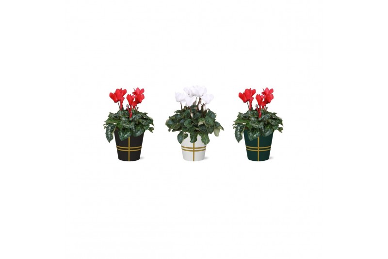 Cyclamen pers. midi super serie allure Collectie Bubble Collecties - C 