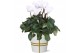 Cyclamen pers. midi super serie allure Collectie Bubble Collecties - C 