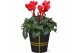 Cyclamen pers. midi super serie allure Collectie Bubble Collecties - C 