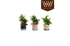 Arrangementen kamerplanten Collectie "Bubbles & wine" - Arrangement in