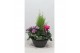 Arrangementen tuinplanten Arrangementen in 27 cm schaal 4 pp 25 bl. 