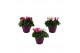 Cyclamen pers. midi super serie allure Cyclamen karnaval in 19 cm terr 