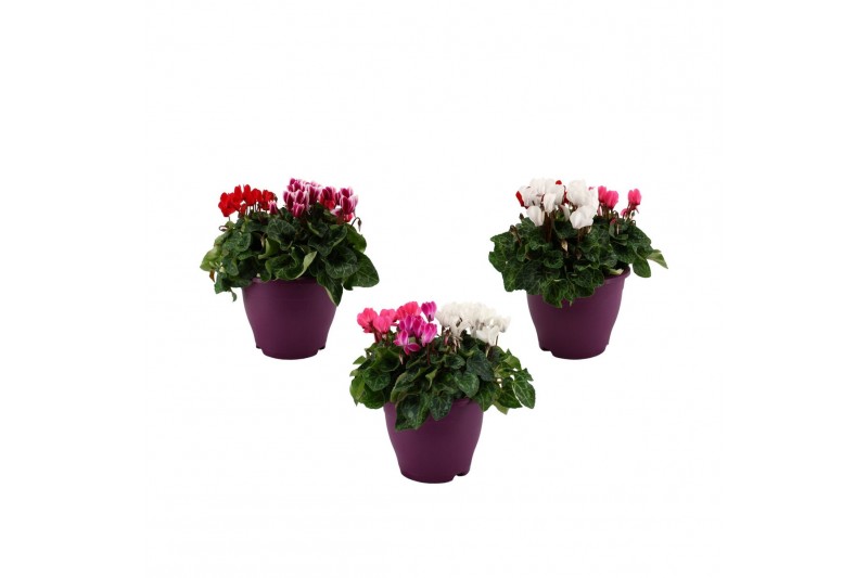 Cyclamen pers. midi super serie allure Cyclamen karnaval in 19 cm terr 