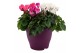 Cyclamen pers. midi super serie allure Cyclamen karnaval in 19 cm terr 