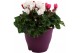 Cyclamen pers. midi super serie allure Cyclamen karnaval in 19 cm terr 