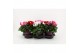 Cyclamen pers. midi super serie allure Cyclamen karnaval in 19 cm terr 