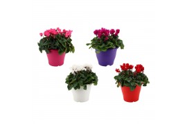 Cyclamen pers. super serie verano mix in terraspot ton sur ton