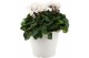 Cyclamen pers. super serie verano mix in terraspot ton sur ton 