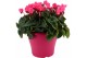 Cyclamen pers. super serie verano mix in terraspot ton sur ton 