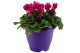 Cyclamen pers. super serie verano mix in terraspot ton sur ton 
