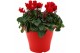 Cyclamen pers. super serie verano mix in terraspot ton sur ton 