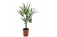 Trachycarpus fortunei 