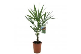 Trachycarpus fortunei