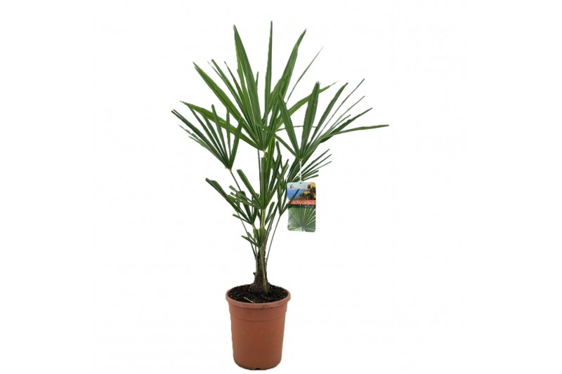 Trachycarpus fortunei 