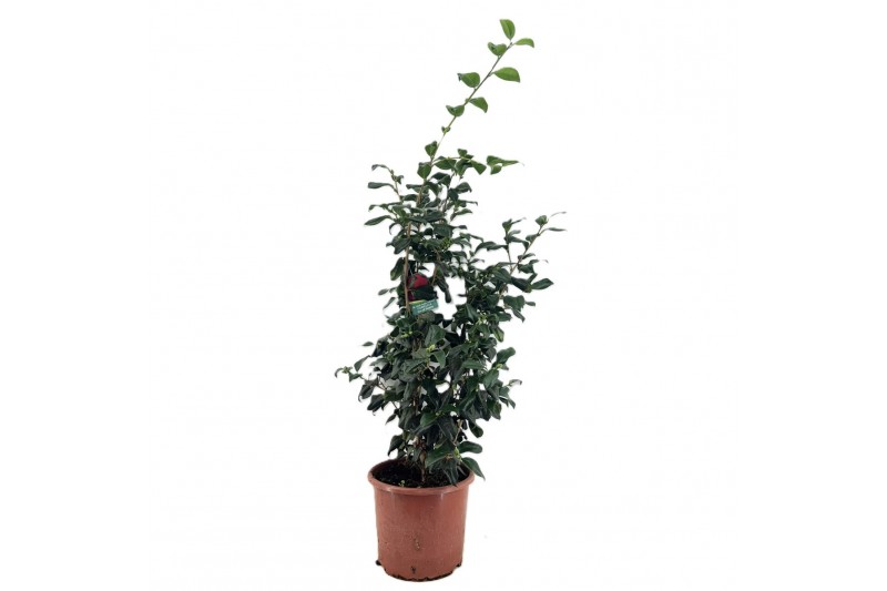 Camellia japonica 