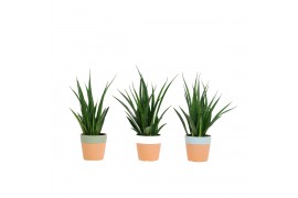 Sansevieria kirkii friends keramiek