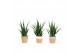 Sansevieria kirkii friends keramiek 