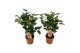 Camellia japonica dr king Camellia Dr King 10-15 knoppen 