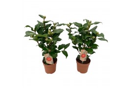 Camellia japonica dr king Camellia Dr King 10-15 knoppen