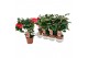 Camellia japonica dr king Camellia Dr King 10-15 knoppen 