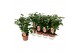 Camellia japonica dr king Camellia Dr King 10-15 knoppen 