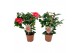 Camellia japonica dr king Camellia Dr King 10-15 knoppen 
