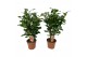 Camellia japonica dr king Camellia Dr King 20-25 knoppen 