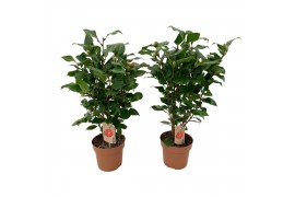 Camellia japonica dr king Camellia Dr King 20-25 knoppen