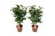 Camellia japonica dr king Camellia Dr King 20-25 knoppen 