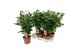 Camellia japonica dr king Camellia Dr King 20-25 knoppen 