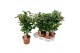 Camellia japonica dr king Camellia Dr King 20-25 knoppen 