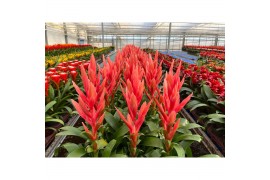 Tillandsia ziva