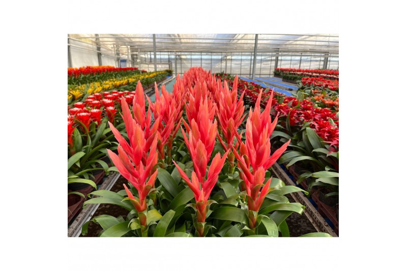 Tillandsia ziva 