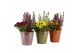 Arrangementen tuinplanten 41635: Outdoor autumn arrangement 2 pp 
