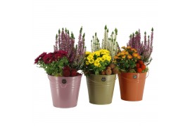 Arrangementen tuinplanten 41635: Outdoor autumn arrangement 2 pp