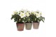 Helleborus niger christmas carol in romance zink 3 ass. 