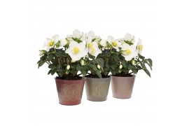 Helleborus niger christmas carol in romance zink 3 ass.