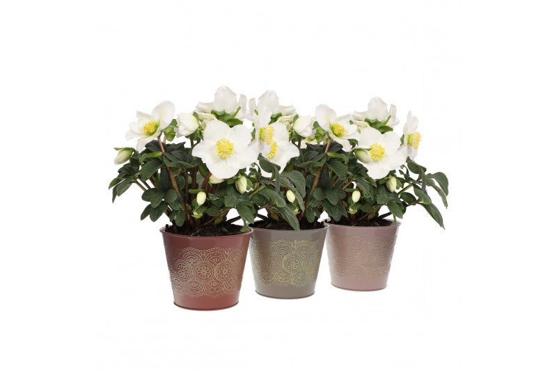 Helleborus niger christmas carol in romance zink 3 ass. 