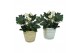 Helleborus niger christmas carol in zilver en gouden luxe keramiek 