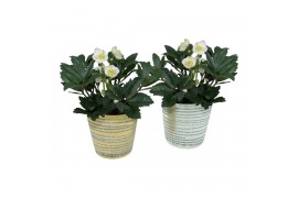 Helleborus niger christmas carol in zilver en gouden luxe keramiek