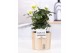 Helleborus niger christmas carol in Pure wood 