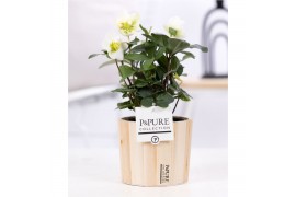 Helleborus niger christmas carol in Pure wood