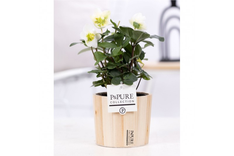 Helleborus niger christmas carol in Pure wood Helleborus niger christmas carol in Pure wood
