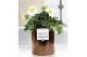 Helleborus niger christmas carol in Pure Juliette gold bronze 