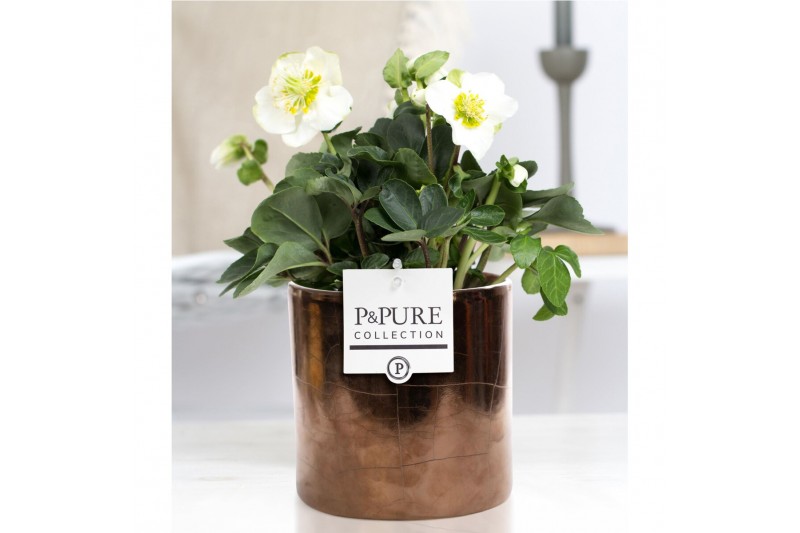 Helleborus niger christmas carol in Pure Juliette gold bronze Helleborus niger christmas carol in Pure Juliette gold bronze