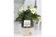 Helleborus niger christmas carol in Pure Illusion luxe keramiek 