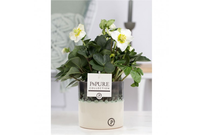 Helleborus niger christmas carol in Pure Illusion luxe keramiek Helleborus niger christmas carol in Pure Illusion luxe keramiek
