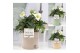 Helleborus niger christmas carol in Pure Louise zinc 
